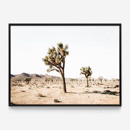 Yucca Valley