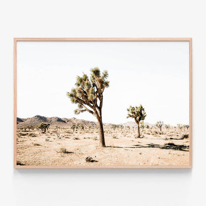 Yucca Valley