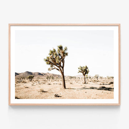 Yucca Valley