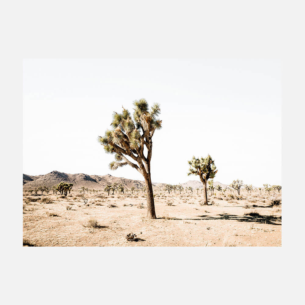 Yucca Valley