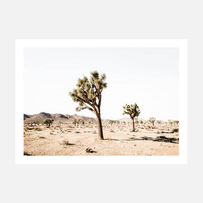 Yucca Valley