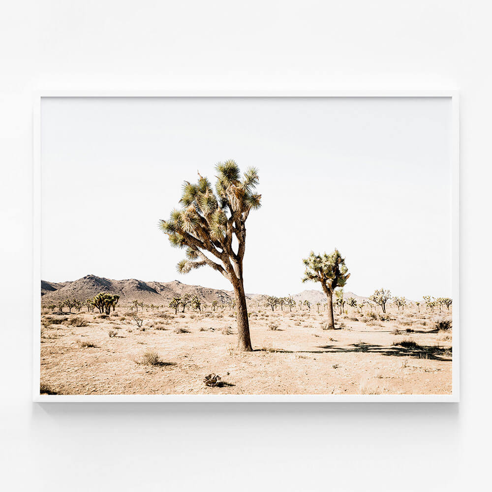 Yucca Valley