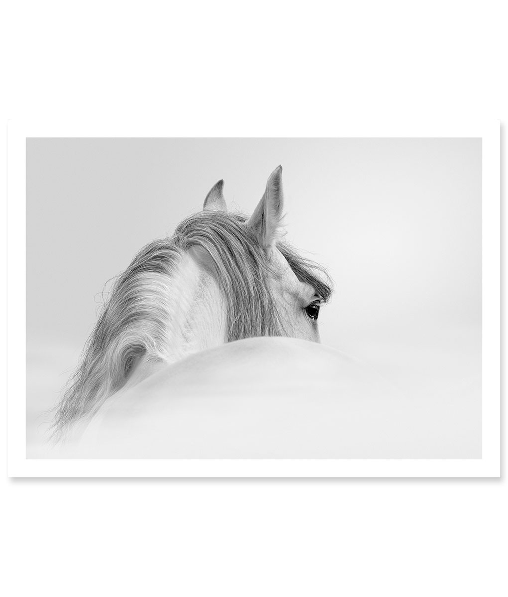 Horse Framed Print | 41 Orchard