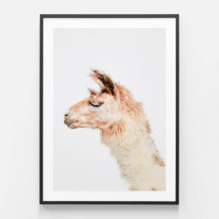 Llama Photographic Print in Black Frame