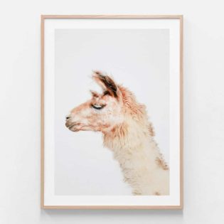 Llama Photographic Print in Oak Frame