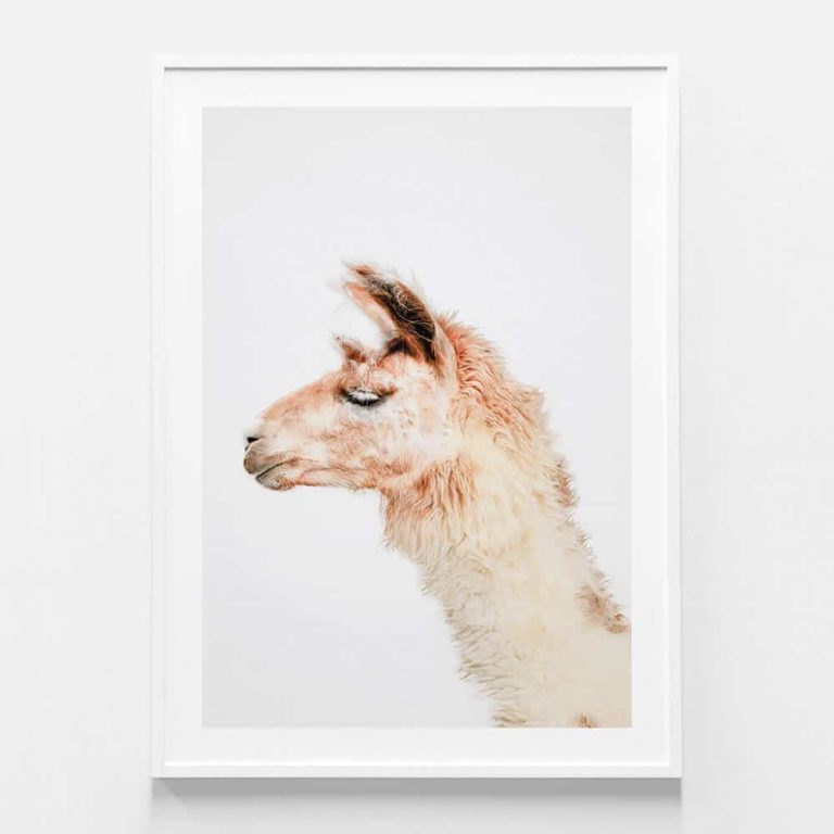Llama Photographic Print in White Frame