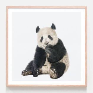 Panda Framed Print in Oak