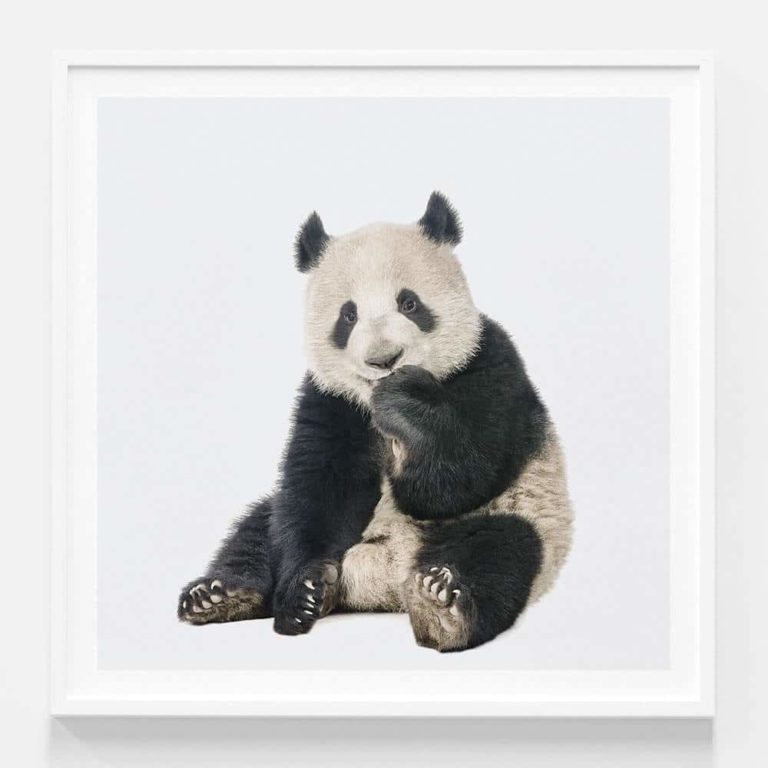 Panda Photographic Framed Print in White