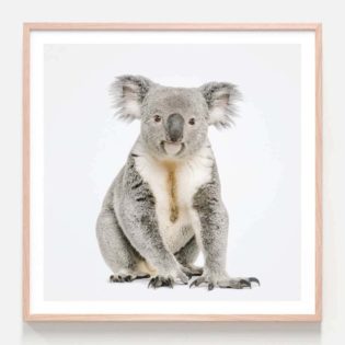 Hello Koala Oak Framed Print