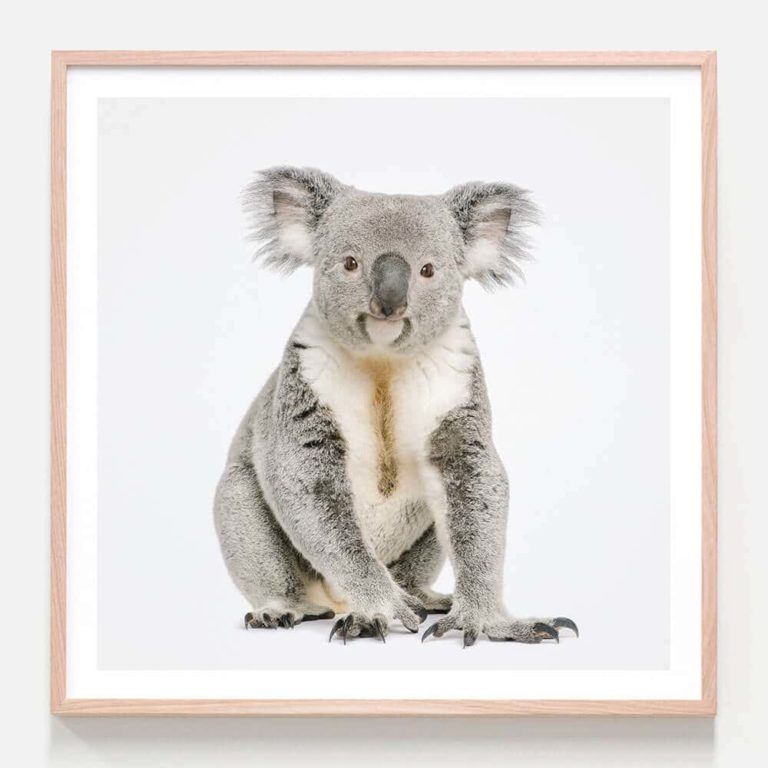 Hello Koala Oak Framed Print