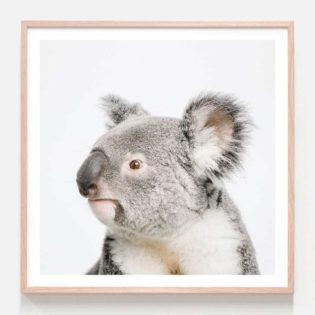 Koala Photographic Print in Oak Frame