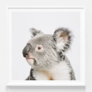 Koala Photo Artwork Print in White Frame