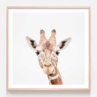 Giraffe Photographic Art Print in Oak Frame