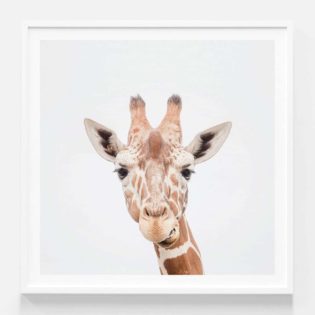 Giraffe Photographic Print in White Frame