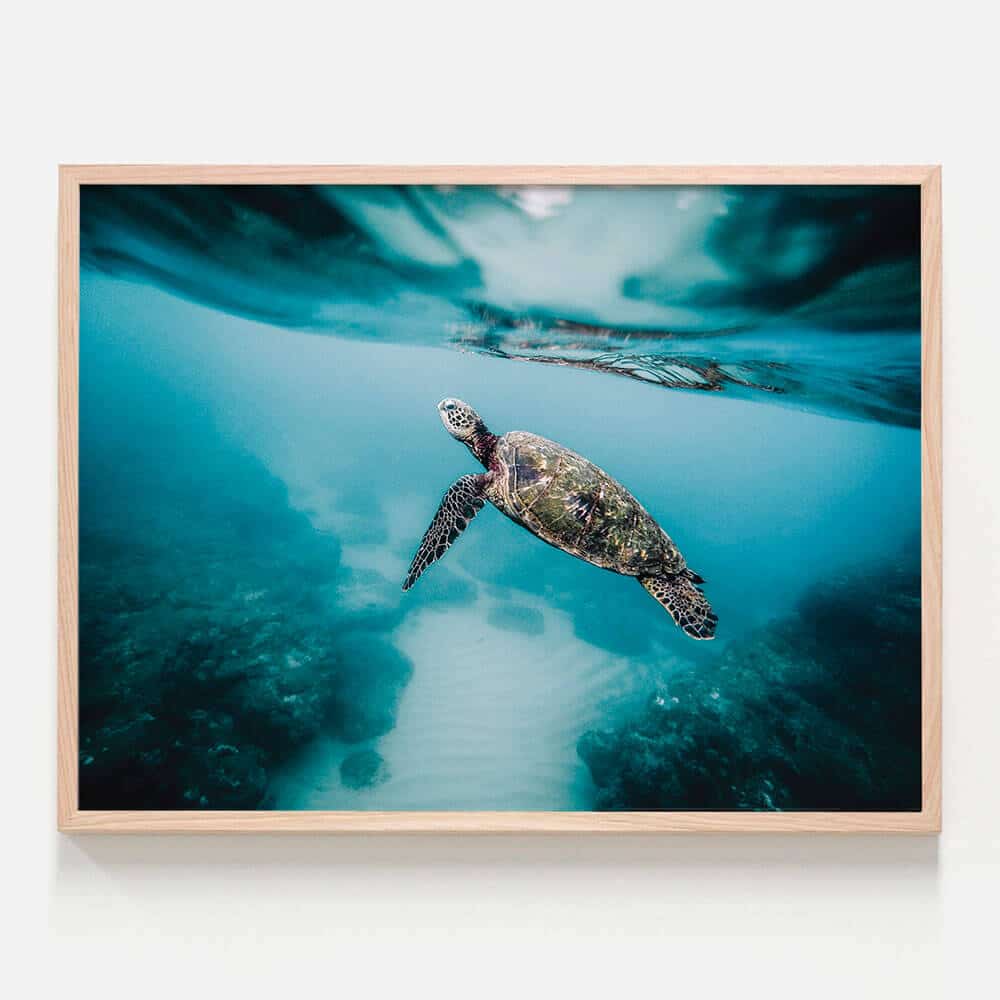 Sea Turtle Wall Art Poster or Framed Print 41 Orchard