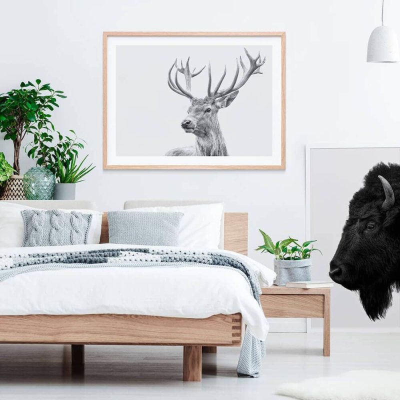 Highland Deer Framed Print