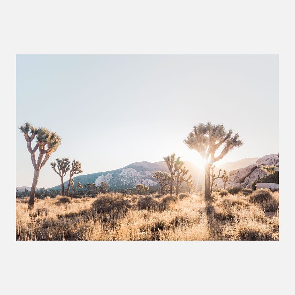 Joshua Tree | Photo Wall Mural | 41 Orchard