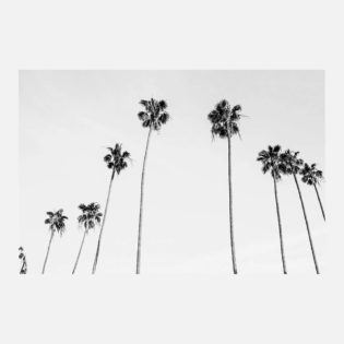 Palm View BW | Photo Wall Mural | 41 Orchard