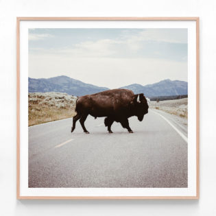 Bison-Crossing-Oak-Framed-Print