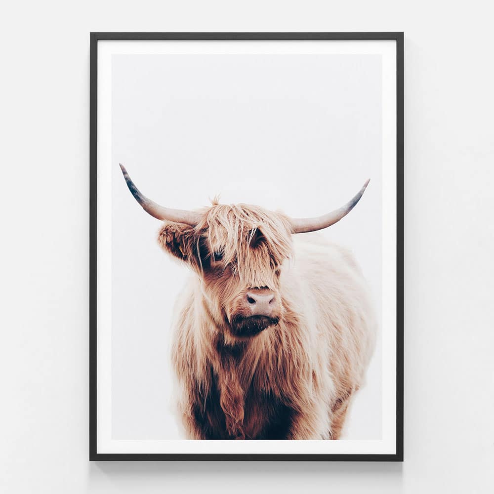 Angus Highland Cow Framed Print or Canvas Wall Art 41 Orchard