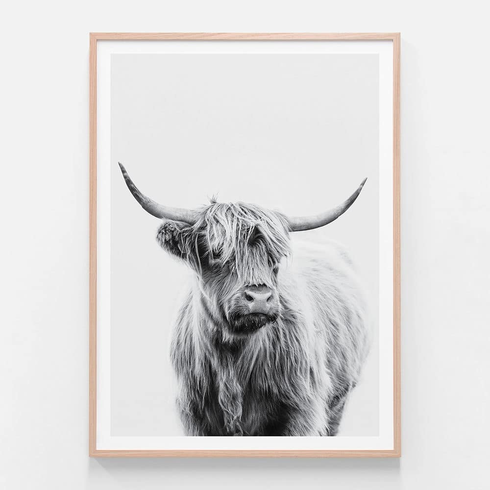 Angus Highland Cow B W Wall Art Poster Or Framed Print 41 Orchard Angus Cow B W