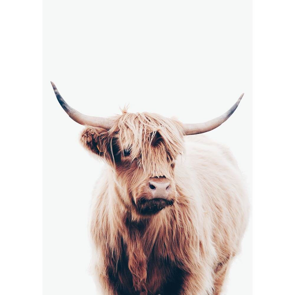 Angus Highland Cow Framed Print or Canvas Wall Art 41 Orchard