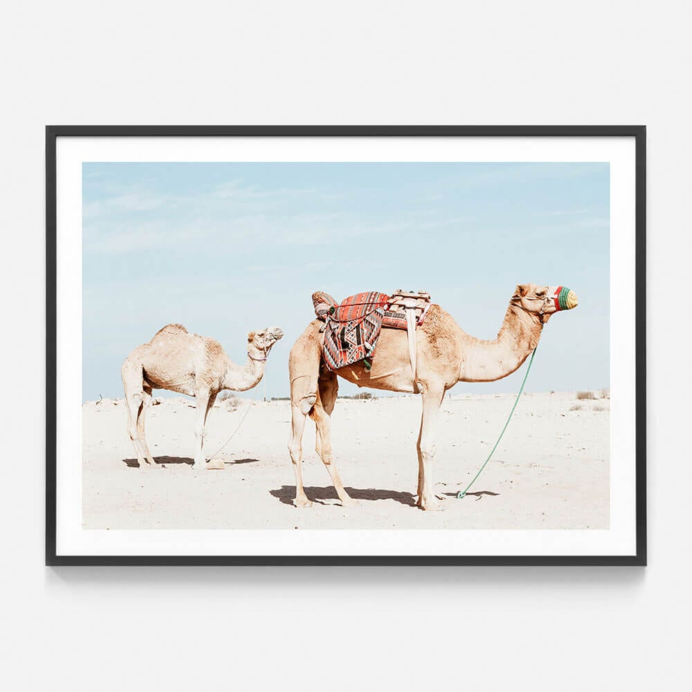 Desert Camels Framed Print or Canvas Wall Art 41 Orchard
