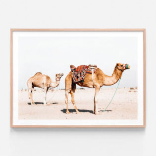 Desert Camels Oak Framed Print