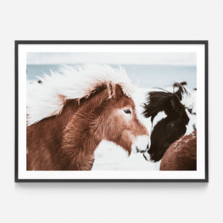 Icelandic-Horses-2-Black-Framed-Print