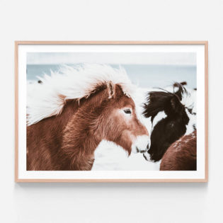 Icelandic-Horses-2-Oak-Framed-Print