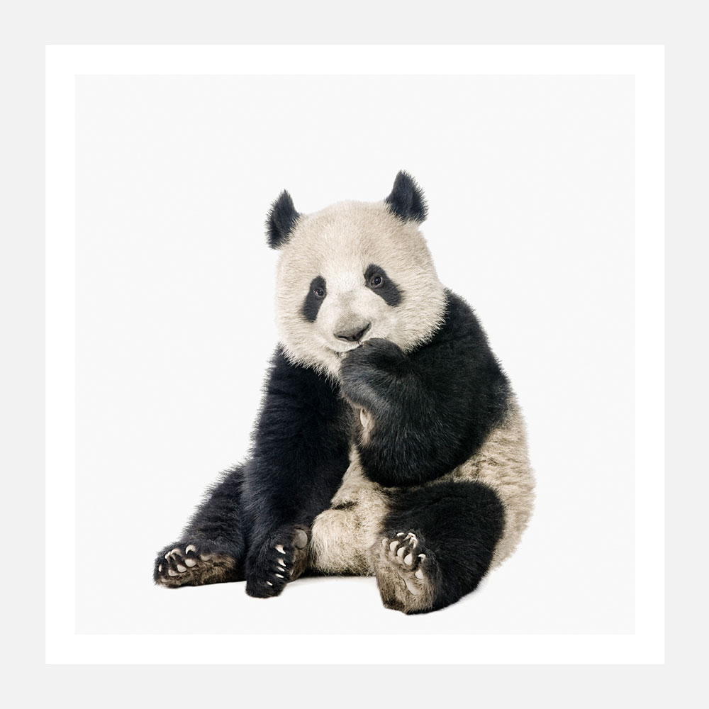 Kinematik Udled Resten Panda Print | Framed Print or Canvas Wall Art | 41 Orchard