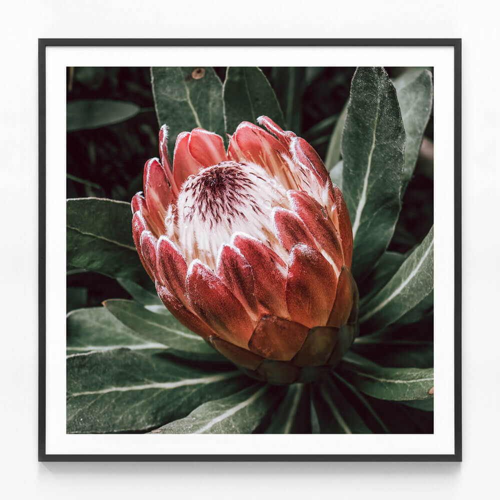 Wild Protea | Framed Print or Poster Wall Art | 41 Orchard