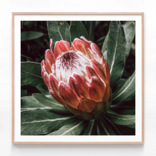 APP319-Wild-Protea-Oak-Framed-Print