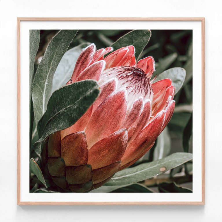 APP320-Wild-Protea-II-Oak-Framed-Print