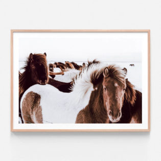 APP328-Icelandic-Horses-Oak-Framed-Print