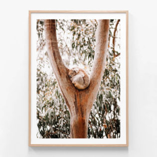 APP604-Dreaming-Koala-Oak-Framed-Print