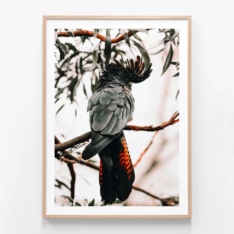 APP605-Black-Cockatoo-Oak-Framed-Print