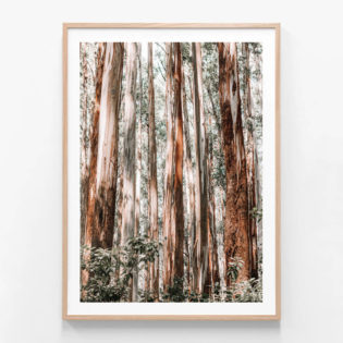 APP606-Eucalyptus-Forest-Oak-Framed-Print