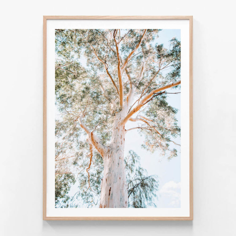 APP609-Majestic-Gum-Oak-Framed-Print
