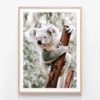 APP610-Curious-Koala-Oak-Framed-Print