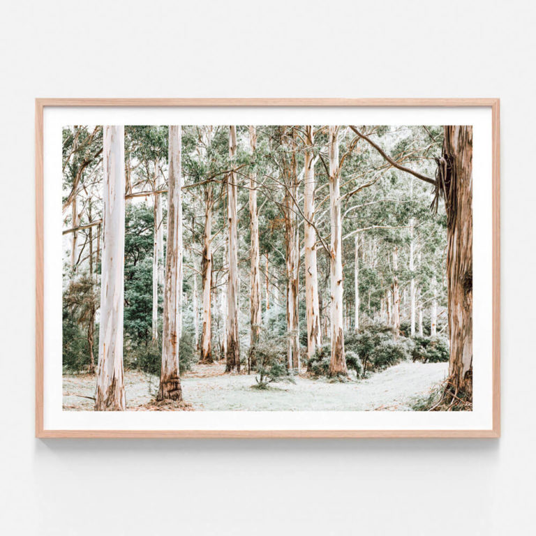 APP611-Bush-Clearing-Oak-Framed-Print