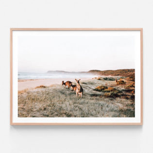 APP616-Beach-Kangaroos-Oak-Framed-Print
