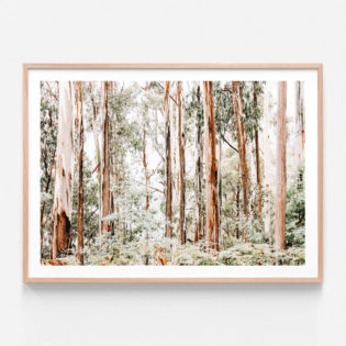 APP624-Otways-Oak-Framed-Print