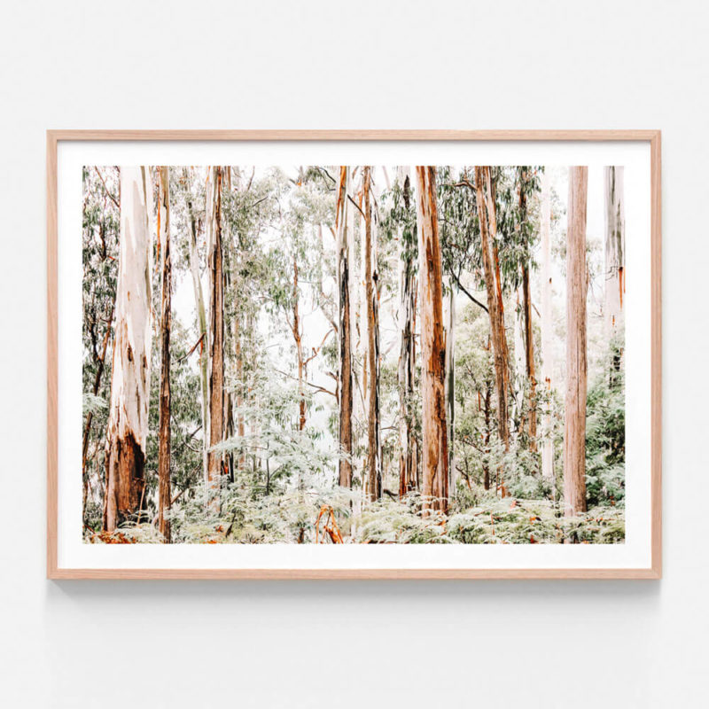 Australian Landscape Photography Wall Art Prints 41 Orchard
