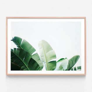 APP626-Banana-Palms-Oak-Framed-Print