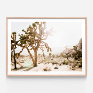 APP674-Desert-Morning-Oak-Framed-Print