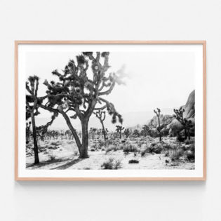 APP674BW-Desert-Morning-Oak-Framed-Print