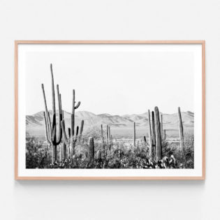 APP692BW-Cacti-Wilderness-Oak-Framed-Print