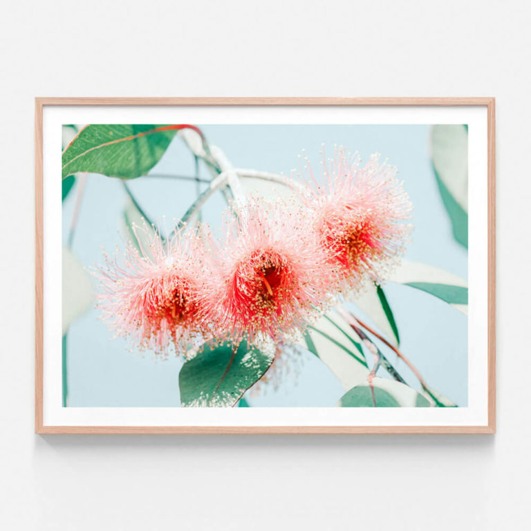 APP717-Eucalyptus-Blossom-Oak-Framed-Print