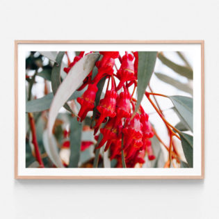 APP719-Budding-Eucalyptus-Oak-Framed-Print